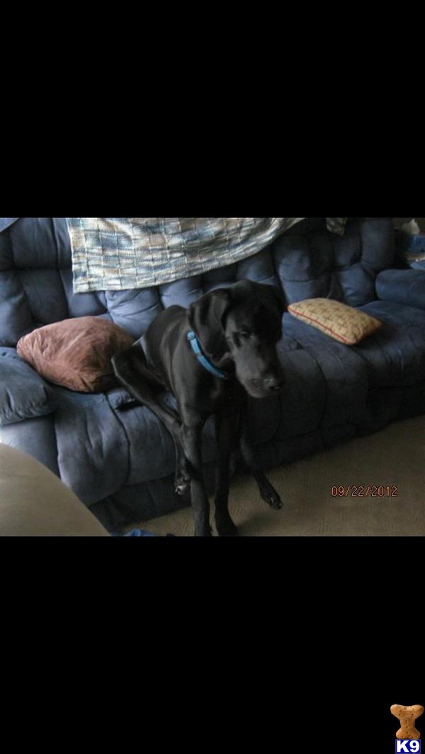 Stud Dogs in MI