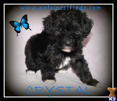 Puppies for Sale