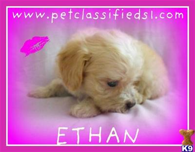 Puppies for Sale