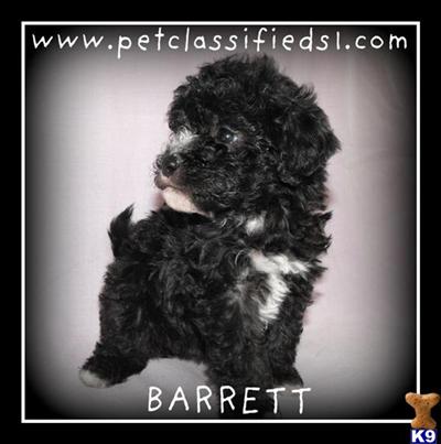Maltipoo Puppies
