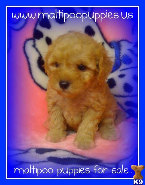 Maltipoo Puppies