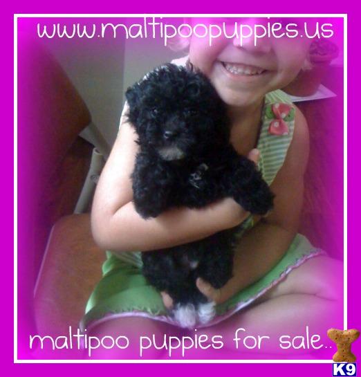 Maltipoo Puppies