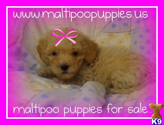 Maltipoo Puppies