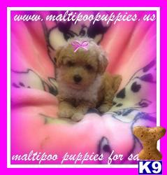 Maltipoo Puppies