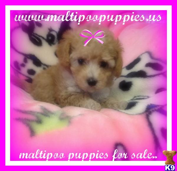 Maltipoo Puppies