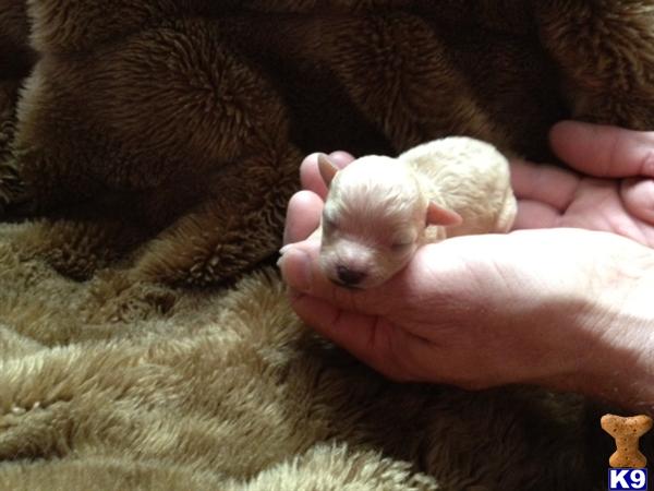 Maltipoo Puppies