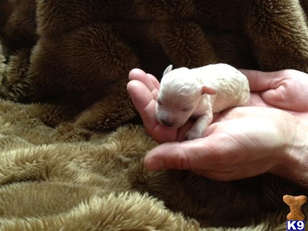 Maltipoo Puppies
