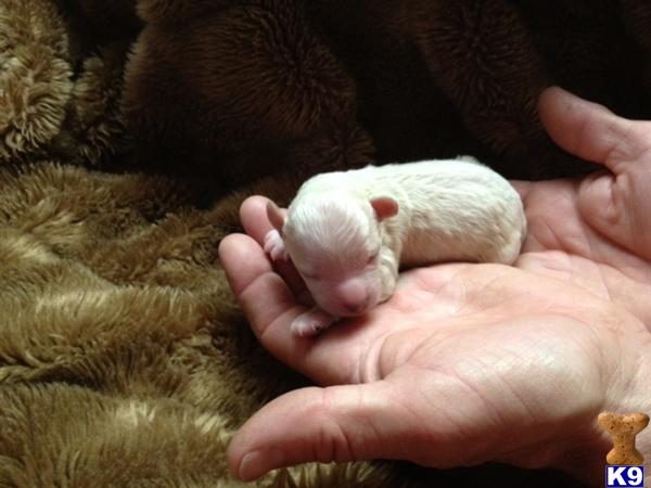 Maltipoo Puppies