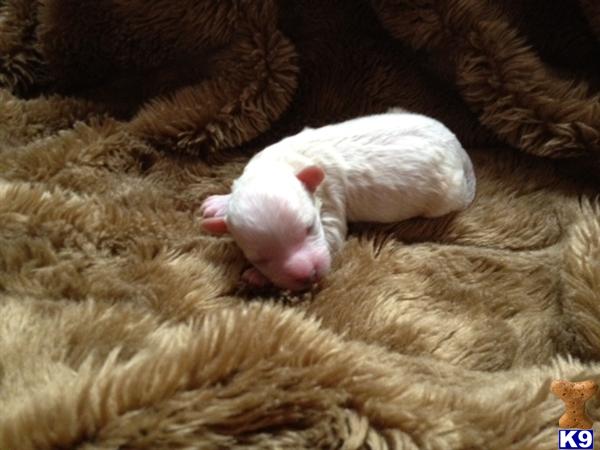 Maltipoo Puppies