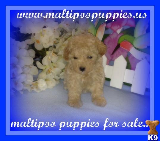 Maltipoo Puppies