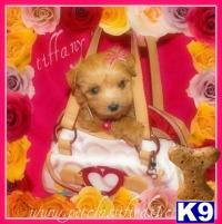 Maltipoo Puppies