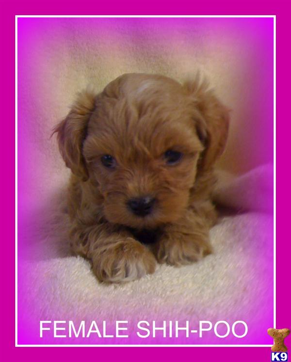 shih tzu puppies for adoption in florida shih tzu puppies for adoption in florida shih tzu puppies for adoption in florida shih tzu puppies for adoption in florida