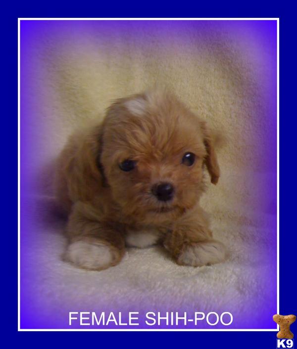 Shih Tzu Puppies in FL