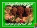 Maltipoo