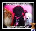 Maltipoo