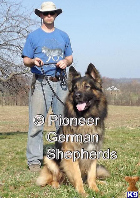 German Shepherd Puppies in PA