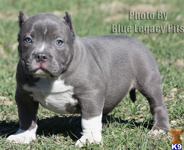 Pitbull%20Bully_american-pit-bull-a201312119241.jpg