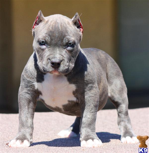 mini pitbull puppies miniature bully pitbulls breeds picture mini pitbull puppies miniature bully pitbulls breeds picture