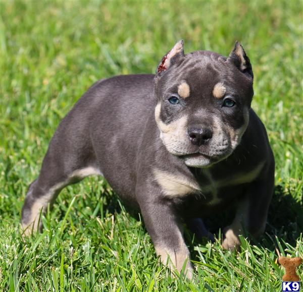 pitbull puppies for sale in ms american pit bull puppy for sale sold ms ecstasy pitbull puppies for sale in ms american pit bull puppy for sale sold ms ecstasy