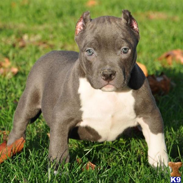 Pitbulls%20for%20Sale_american-pit-bull-a20121118211438.jpg