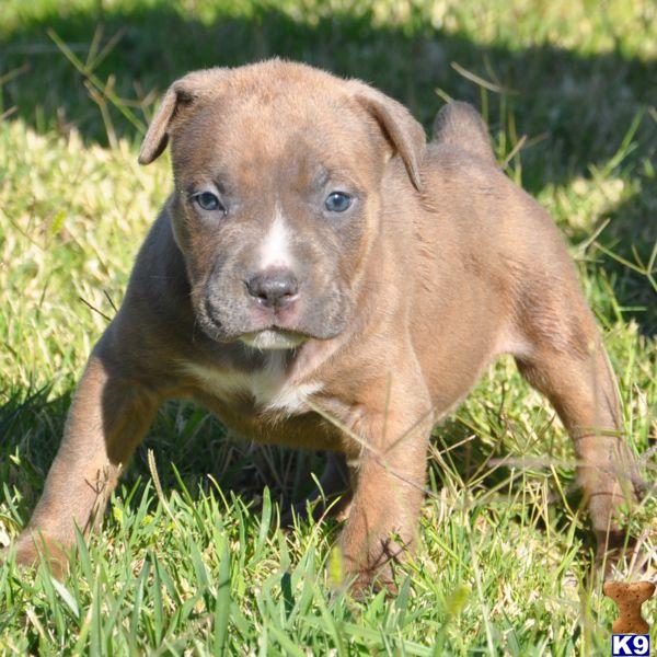 pitbulls for sale in uk