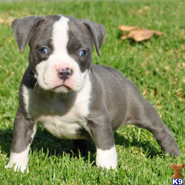 pitbull puppies for sale in miami blue nose pit bulls pitbull puppies for sale in miami blue nose pit bulls
