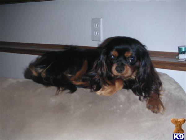 Stud Dogs - Cavalier King Charles Spaniel