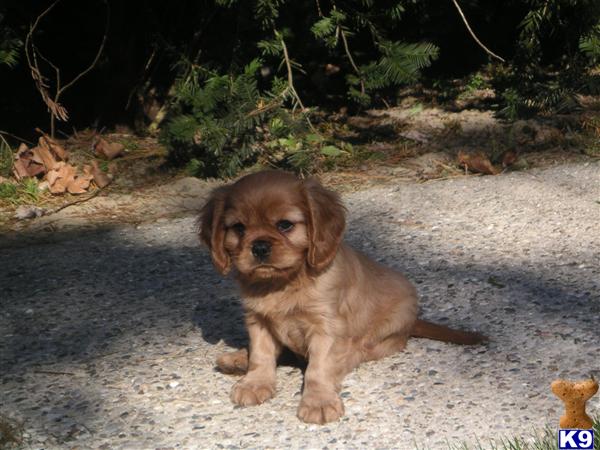 Puppies in Adrian