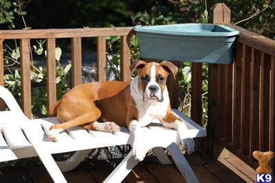 Stud Dogs in CT