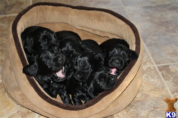 English Cocker Spaniel Puppies