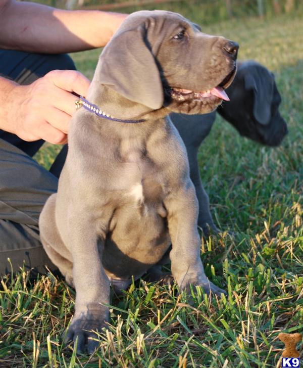 Puppies in Pomona