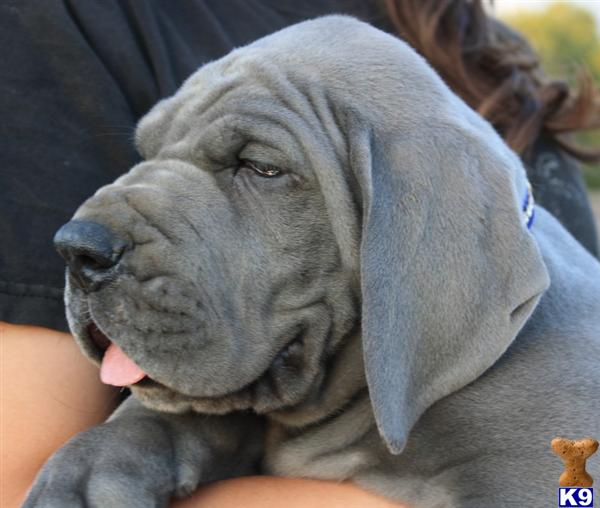Puppies in Pomona