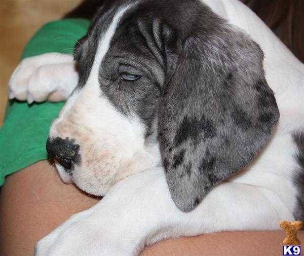 Puppies in MO