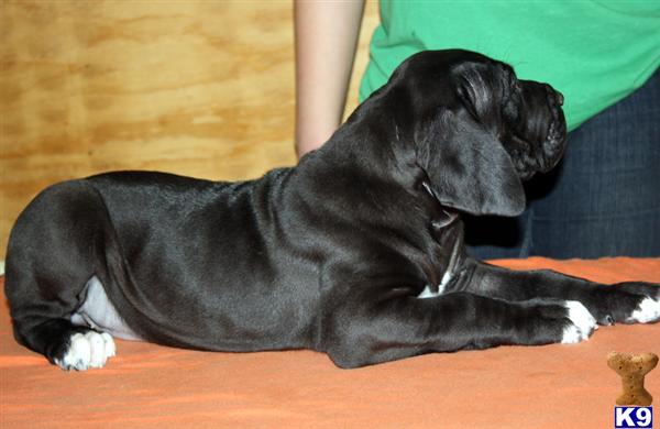 Puppies in MO
