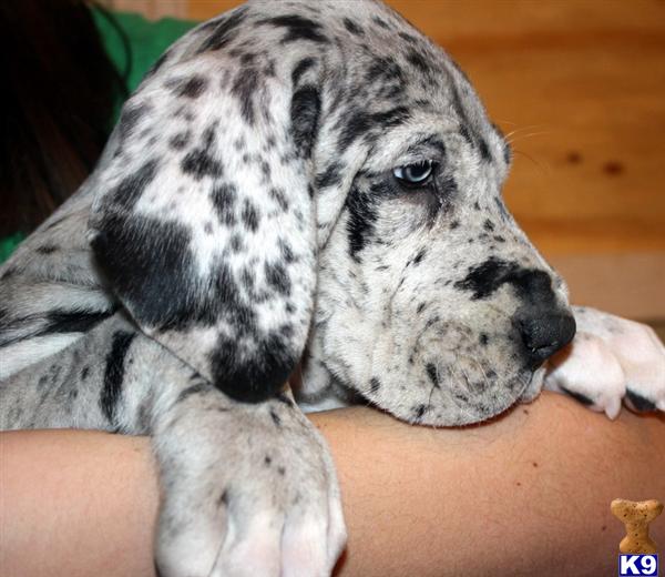 Puppies in MO