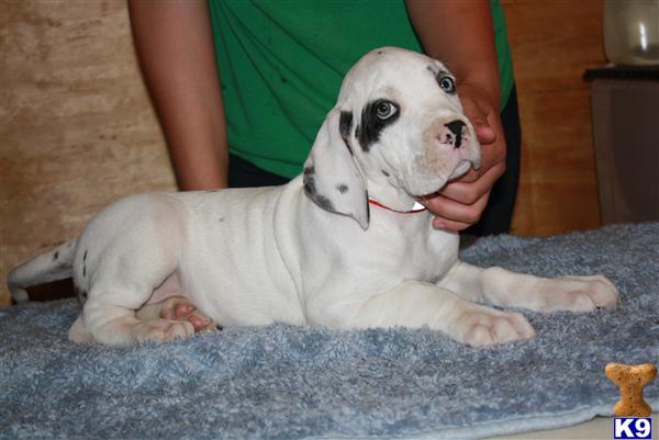 Puppies in Pomona