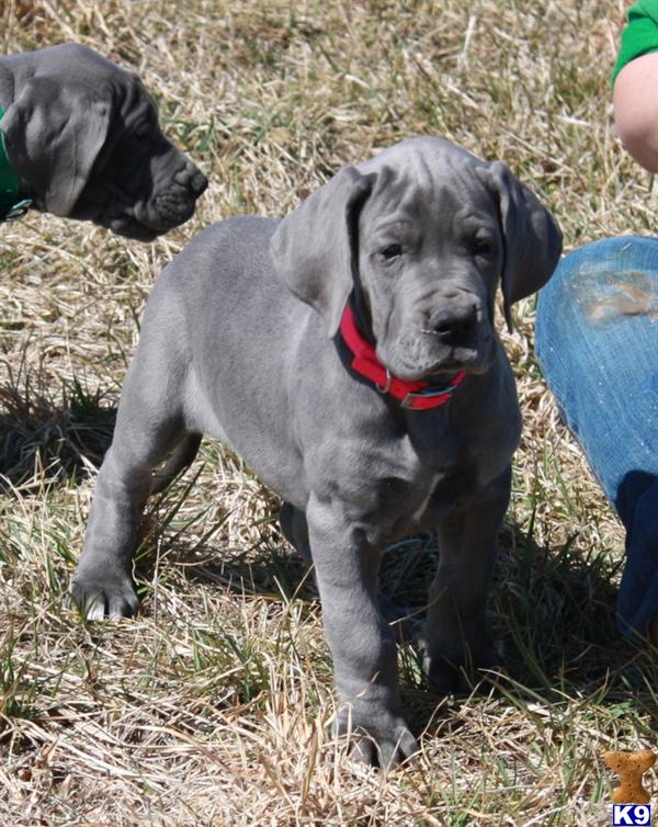 Great Dane Puppies in Missouri Listing