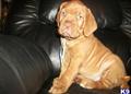 Dogue De Bordeaux