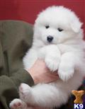 Samoyed