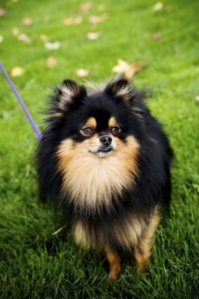 Stud Dogs - Pomeranian