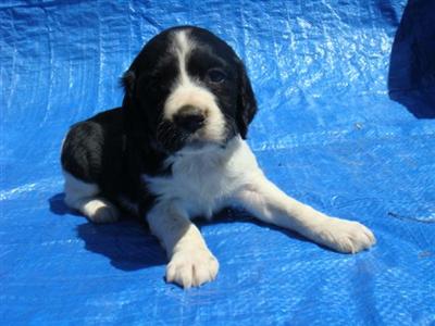 English Springer Spaniel Puppies for Sale