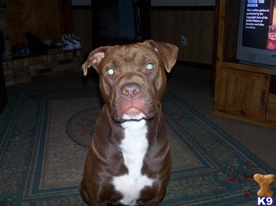 Stud Dogs in WV