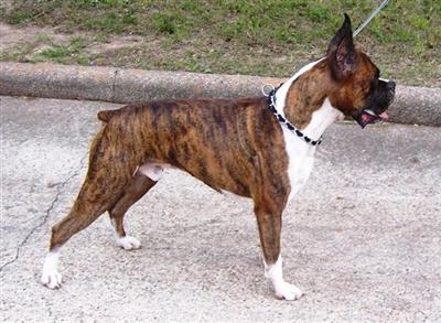 Stud Dogs in TX