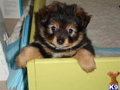 Pomeranian Puppies in TX