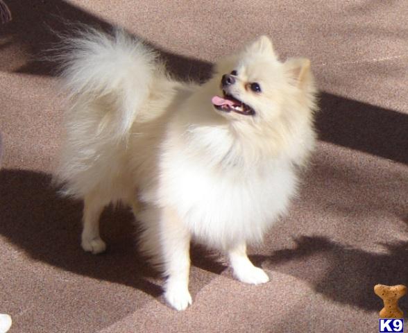 Stud Dogs - Pomeranian
