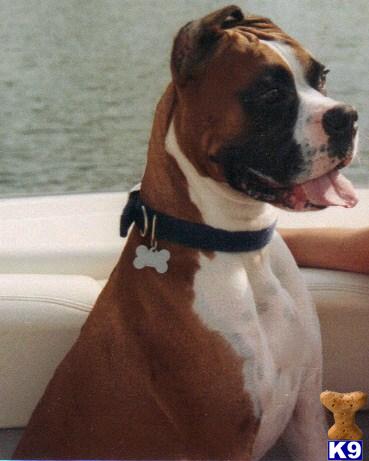 Stud Dogs in MI