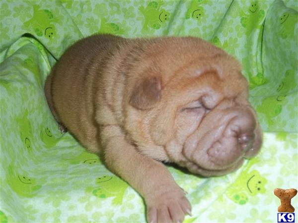 Puppies in IA