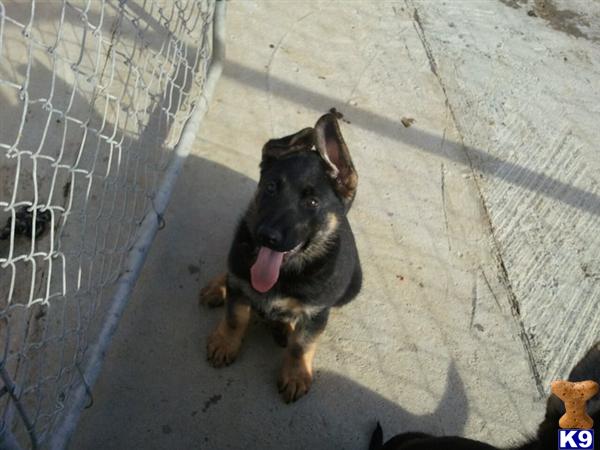 Puppies in Perris