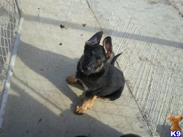 Puppies in Perris