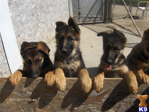 Puppies in Perris